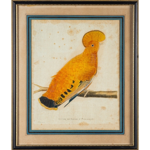 470 - After Francois Nicolas Martinet, a set of three and one later hand-coloured engravings of birds incl... 