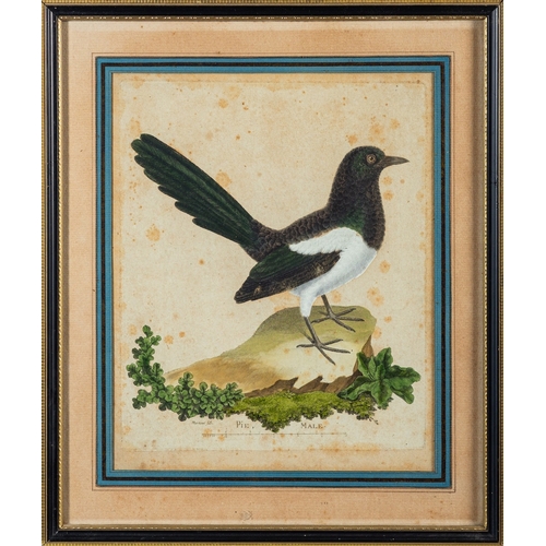 470 - After Francois Nicolas Martinet, a set of three and one later hand-coloured engravings of birds incl... 