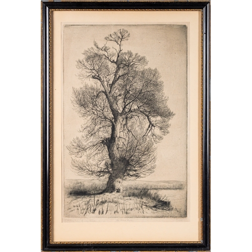 655 - Alfred R Blundell (British, 1883-1968) The Black Poplar  Etching 50 x 32cm Signed lower right and in... 