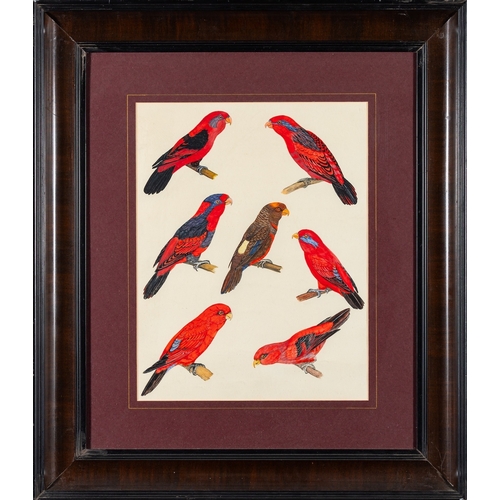 725 - British School, 20th Century Studies of the crimson rosella parrot (Platycercus elegans)  Pen, ink a... 