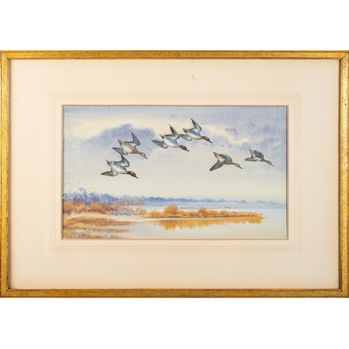 837 - Philip Rickman (British, 1891-1982) 'Teal diving towards the water' Watercolour 25.5 x 43cm Signed l... 