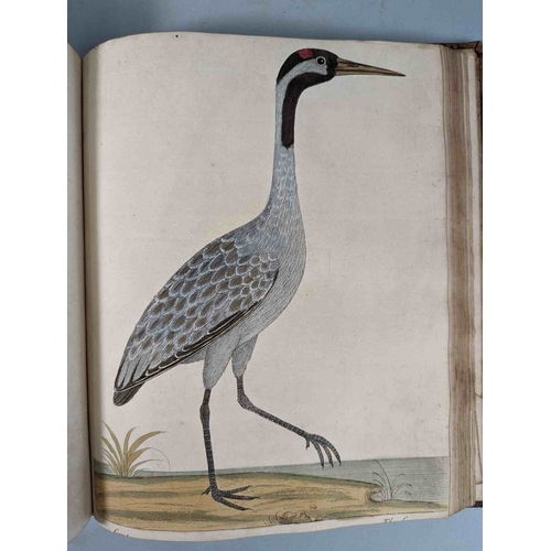 266 - ALBIN, Eleazar. A Natural History of Birds, to which are added, Notes and Observations by W. Derham,... 