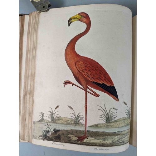 266 - ALBIN, Eleazar. A Natural History of Birds, to which are added, Notes and Observations by W. Derham,... 