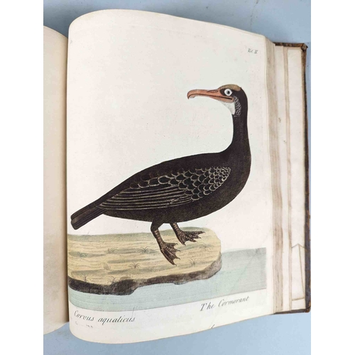 266 - ALBIN, Eleazar. A Natural History of Birds, to which are added, Notes and Observations by W. Derham,... 