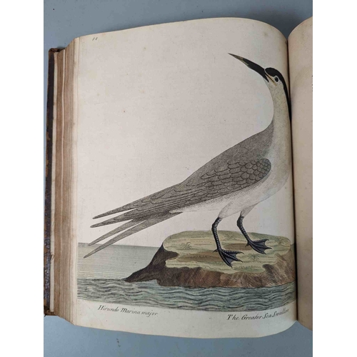 266 - ALBIN, Eleazar. A Natural History of Birds, to which are added, Notes and Observations by W. Derham,... 