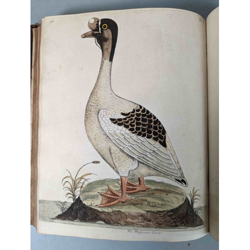 266 - ALBIN, Eleazar. A Natural History of Birds, to which are added, Notes and Observations by W. Derham,... 