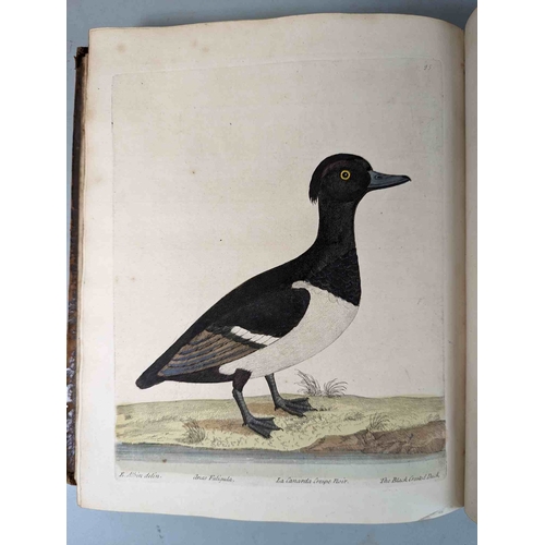 266 - ALBIN, Eleazar. A Natural History of Birds, to which are added, Notes and Observations by W. Derham,... 