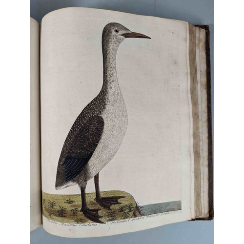 266 - ALBIN, Eleazar. A Natural History of Birds, to which are added, Notes and Observations by W. Derham,... 