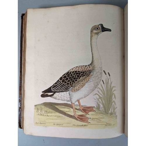 266 - ALBIN, Eleazar. A Natural History of Birds, to which are added, Notes and Observations by W. Derham,... 