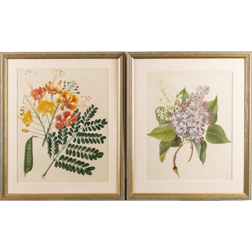 118 - British School, 19th Century - ten various pictures- Studies of flowers - Eight watercolours - The l... 