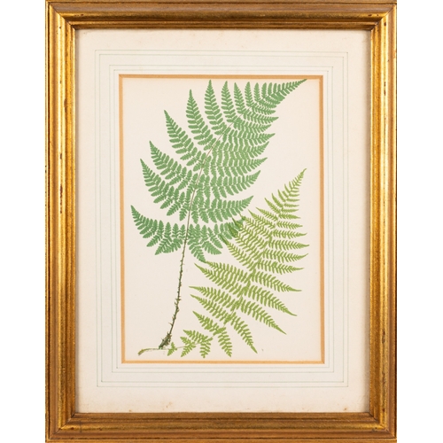 120 - 19th Century School - six various pictures- Study of a fern - Coloured ink - 45 x 35.5cm - Together ... 