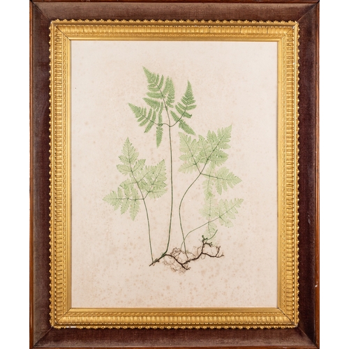 120 - 19th Century School - six various pictures- Study of a fern - Coloured ink - 45 x 35.5cm - Together ... 