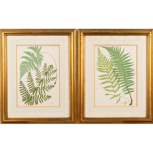 120 - 19th Century School - six various pictures- Study of a fern - Coloured ink - 45 x 35.5cm - Together ... 