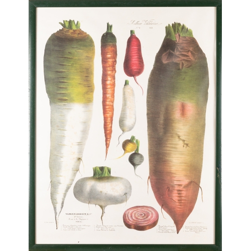 13 - A collection of eight prints with botanical and vegetable studies, the largest 59 x 80cm (8)