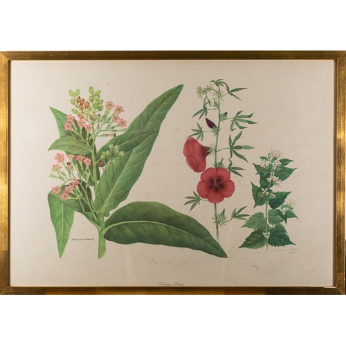 13 - A collection of eight prints with botanical and vegetable studies, the largest 59 x 80cm (8)