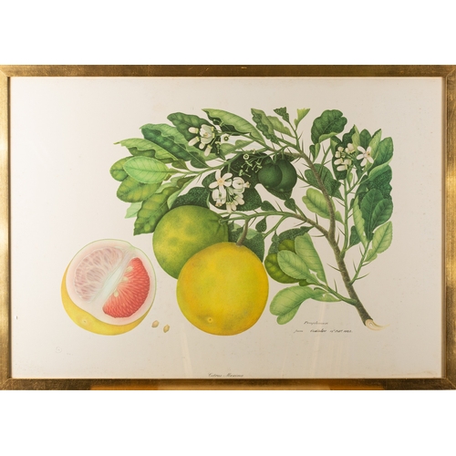 13 - A collection of eight prints with botanical and vegetable studies, the largest 59 x 80cm (8)