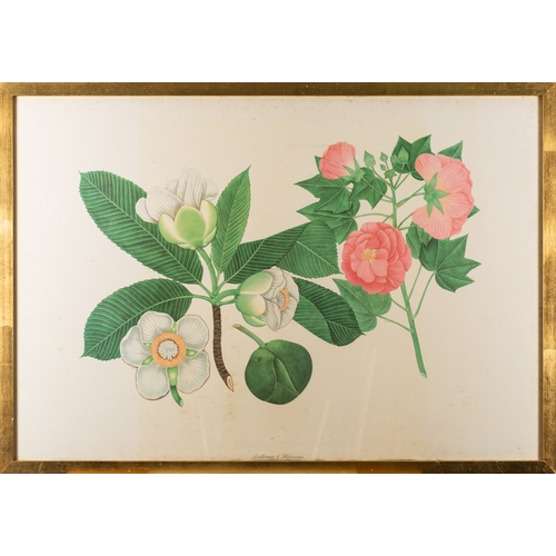 13 - A collection of eight prints with botanical and vegetable studies, the largest 59 x 80cm (8)