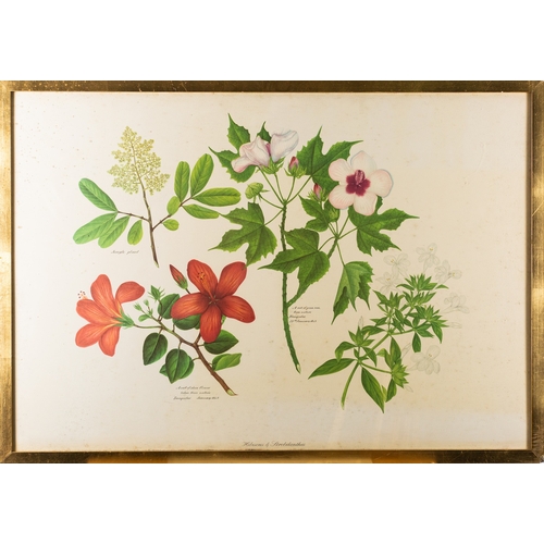 13 - A collection of eight prints with botanical and vegetable studies, the largest 59 x 80cm (8)