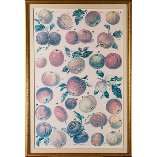 13 - A collection of eight prints with botanical and vegetable studies, the largest 59 x 80cm (8)