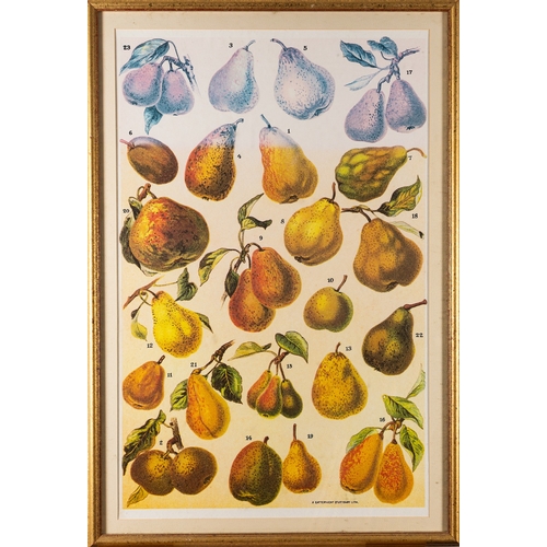 13 - A collection of eight prints with botanical and vegetable studies, the largest 59 x 80cm (8)