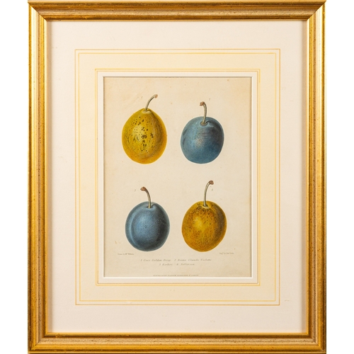 14 - A collection of twelve prints of botanical and vegetable studies, the largest  44 x 30cm (12)