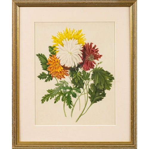 14 - A collection of twelve prints of botanical and vegetable studies, the largest  44 x 30cm (12)