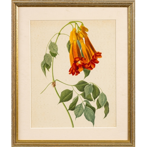 14 - A collection of twelve prints of botanical and vegetable studies, the largest  44 x 30cm (12)