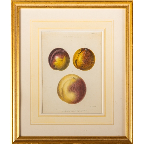 14 - A collection of twelve prints of botanical and vegetable studies, the largest  44 x 30cm (12)