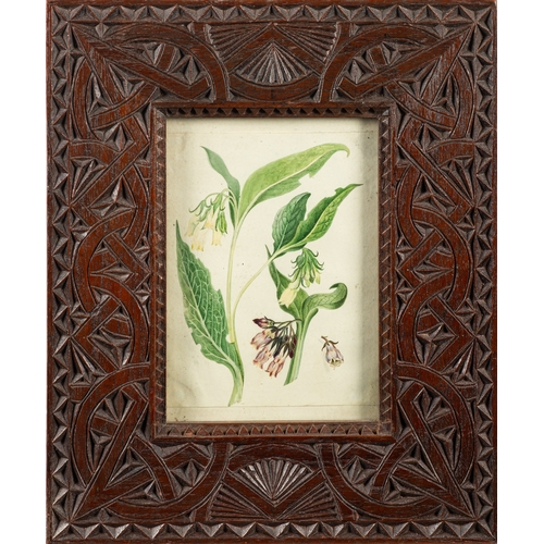 14 - A collection of twelve prints of botanical and vegetable studies, the largest  44 x 30cm (12)