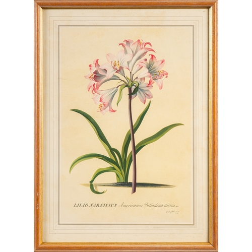 14 - A collection of twelve prints of botanical and vegetable studies, the largest  44 x 30cm (12)