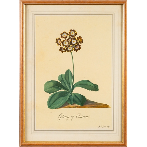 14 - A collection of twelve prints of botanical and vegetable studies, the largest  44 x 30cm (12)