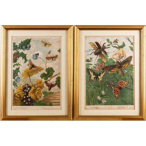 15 - A collection of twelve prints after studies of birds and butterflies, the largest cm (12)