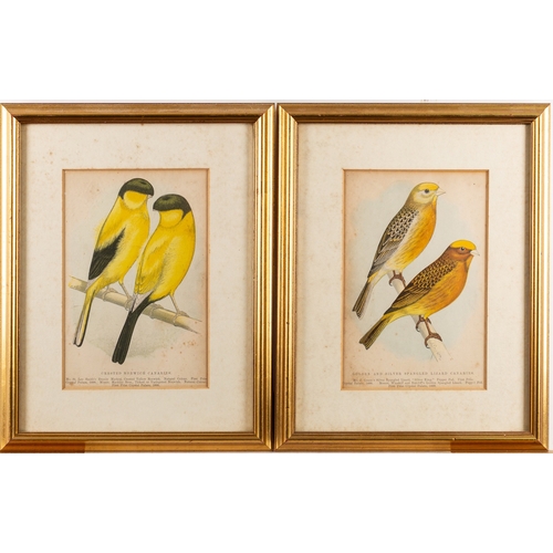 15 - A collection of twelve prints after studies of birds and butterflies, the largest cm (12)