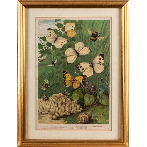 15 - A collection of twelve prints after studies of birds and butterflies, the largest cm (12)