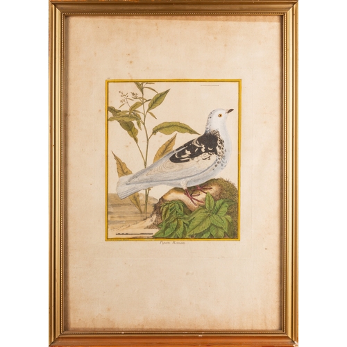 15 - A collection of twelve prints after studies of birds and butterflies, the largest cm (12)