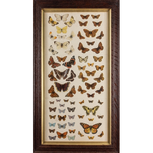 15 - A collection of twelve prints after studies of birds and butterflies, the largest cm (12)