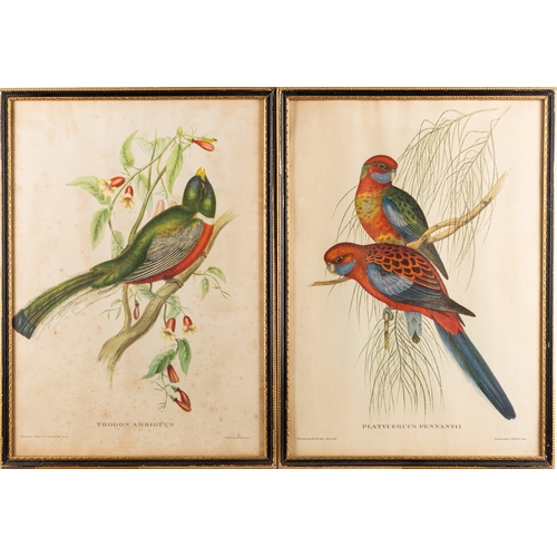 15 - A collection of twelve prints after studies of birds and butterflies, the largest cm (12)