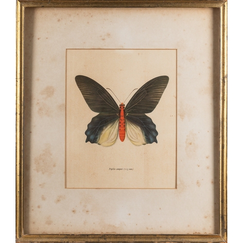 15 - A collection of twelve prints after studies of birds and butterflies, the largest cm (12)