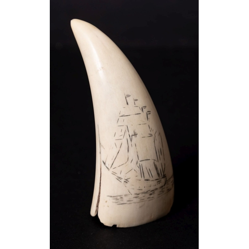 296A - A Scrimshaw decorated tooth with incised image of a sailing ship and sailor, 10.5 cm long