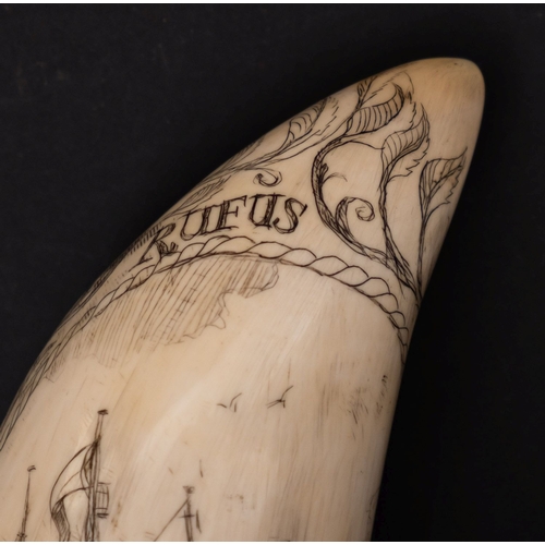 299A - A Scrimshaw decorated tooth with incised image of a ship with leaf border and inscribed 'Rufus', 13.... 