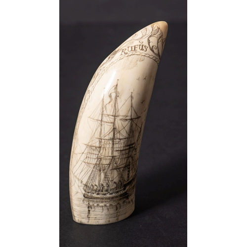 299A - A Scrimshaw decorated tooth with incised image of a ship with leaf border and inscribed 'Rufus', 13.... 