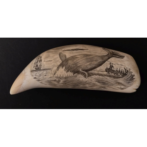 300A - A Scrimshaw decorated tooth with incised image of a ship and whaling scene, 17 cm long