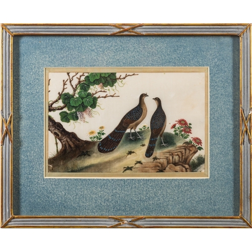 340 - A set of six Chinese pith paper paintings of exotic birds Qing Dynasty, 16 x 25cm [some damage] fram... 