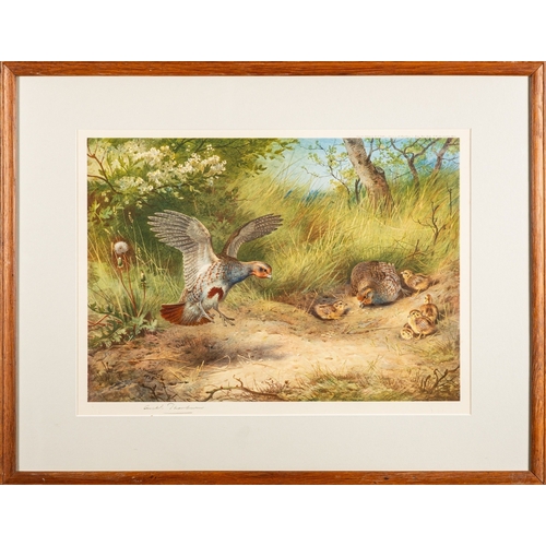 573 - After Archibald Thorburn Partridge - Spring - Colour printed lithograph - 32.5 x 45cm - 52 x 66.5cm ... 