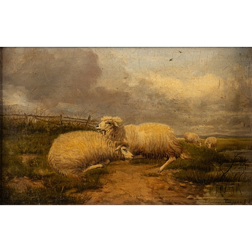 619 - Attributed to Thomas Sydney Cooper (British, 1803 - 1902) - Sheep resting in the field - Oil on pane... 