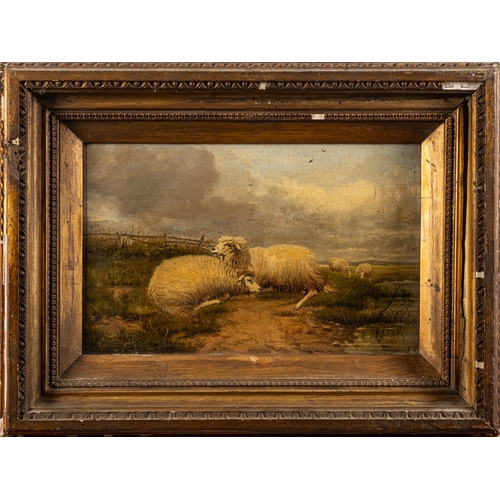 619 - Attributed to Thomas Sydney Cooper (British, 1803 - 1902) - Sheep resting in the field - Oil on pane... 