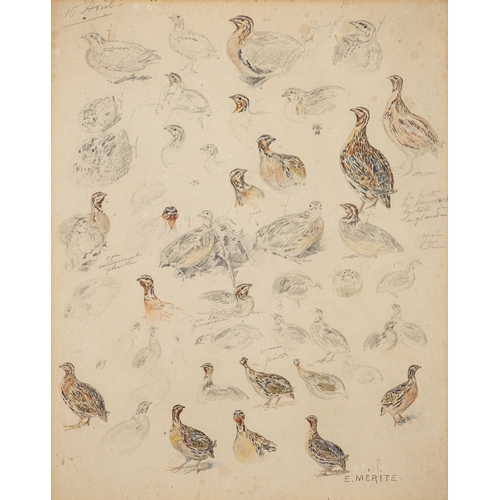 675 - Édouard Paul Merite (French, 1867-1941) - Studies of grouse - Pencil and watercolour - ''9.5 x 23.5c... 