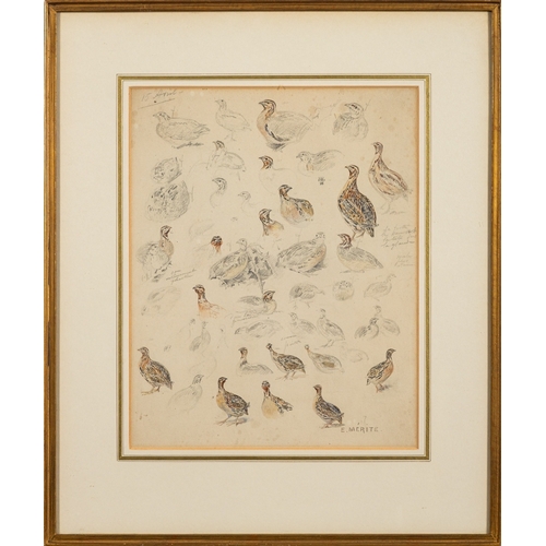 675 - Édouard Paul Merite (French, 1867-1941) - Studies of grouse - Pencil and watercolour - ''9.5 x 23.5c... 