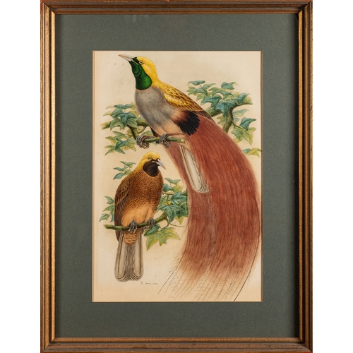 677 - William Matthew Hart (Irish, 1830-1908) - Paradisea Decora: Grey-Chested Bird of Paradise - Pencil a... 