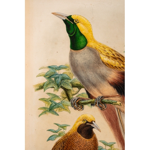 677 - William Matthew Hart (Irish, 1830-1908) - Paradisea Decora: Grey-Chested Bird of Paradise - Pencil a... 